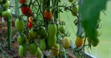 Wie pflanzt man am besten Tomaten im Garten?