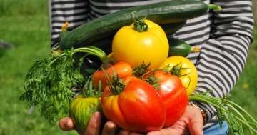 Nachhaltig Gärtnern: Tipps für einen umweltfreundlichen Gemüsegarten